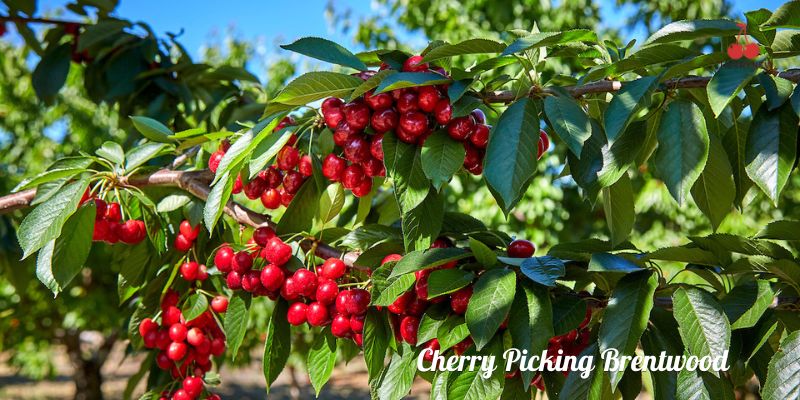 Cherry Picking Brentwood