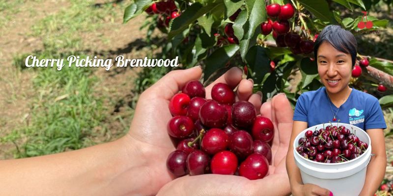 Cherry Picking Brentwood